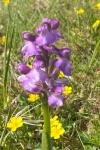 Anacamptis morio