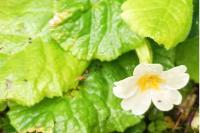 Primula vulgaris
