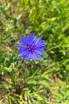 Cyanus segetum
