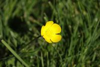 Ranunculus bulbosus