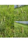 Tragopogon pratensis