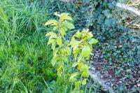 Prunus avium