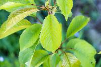Prunus avium