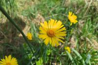 Doronicum x excelsum