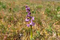 Anacamptis morio
