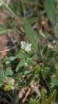 Trifolium subterraneum