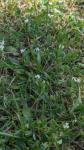 Trifolium subterraneum