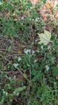 Trifolium subterraneum