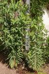 Euphorbia lathyris