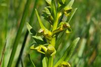 Dactylorhiza viridis