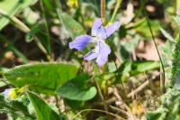 Viola canina