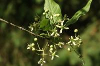 Euonymus europaeus