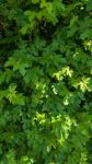 Acer campestre