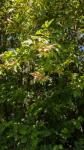 Acer campestre