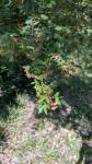 Acer campestre