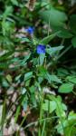Aegonychon purpurocaeruleum