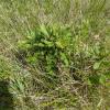 Quercus pubescens