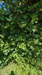 Quercus pubescens