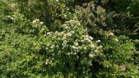 Cornus sanguinea