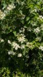 Cornus sanguinea