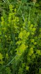 Cruciata laevipes
