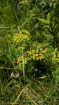 Euphorbia cyparissias