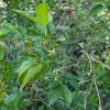 Euonymus europaeus