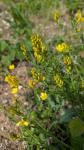 Genista tinctoria