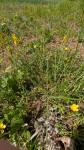 Genista tinctoria