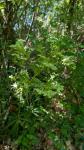 Helleborus foetidus