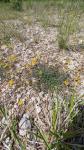 Hippocrepis comosa