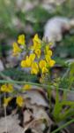Hippocrepis comosa