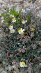 Helianthemum apenninum