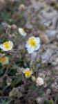 Helianthemum apenninum