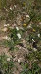 Helianthemum apenninum