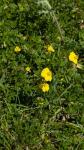 Helianthemum nummularium