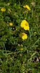 Helianthemum nummularium