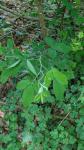 Laburnum anagyroides