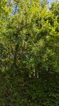 Laburnum anagyroides