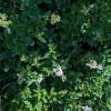 Ligustrum vulgare