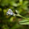 Myosotis arvensis