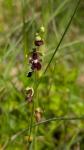 Ophrys insectifera