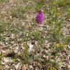 Anacamptis pyramidalis
