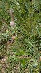 Plantago media