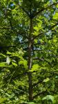 Ulmus minor