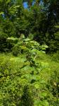Ulmus minor