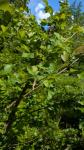Ulmus minor