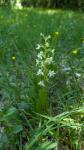 Platanthera chlorantha