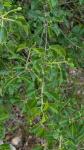 Prunus mahaleb