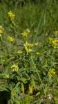 Rhinanthus minor